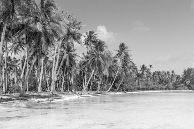 Tahiti Palm Trees by Jason Miller